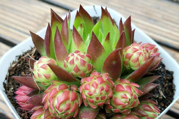 長生草多肉植物怎麼養