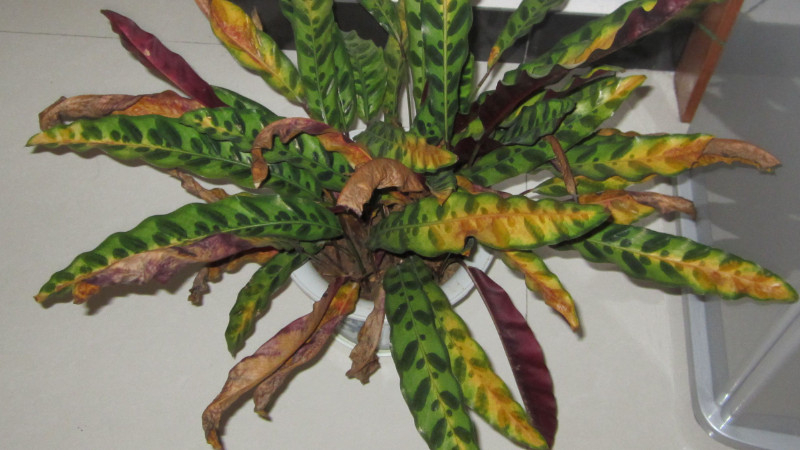 竹芋黃葉是怎麼回事