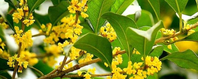 桂花苗怎麼培育