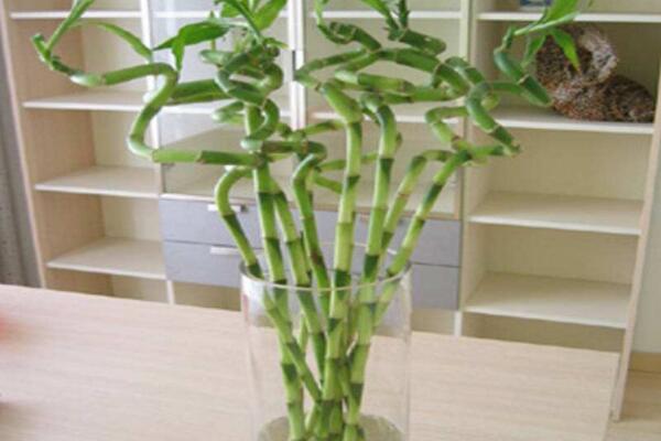 水培轉運竹發黃怎麼辦