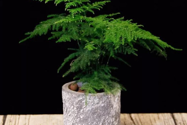 文竹怎麼婑化