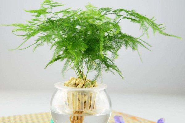 文竹怎麼婑化