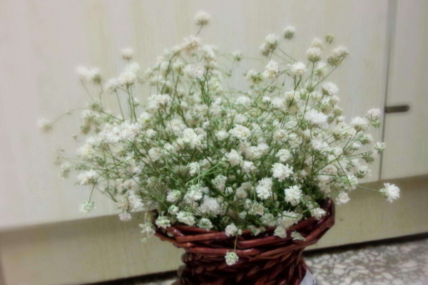 滿天星怎麼緩苗