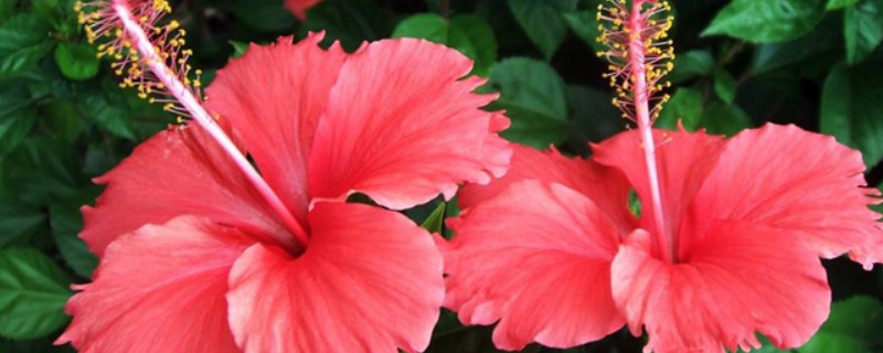 扶桑花夏季怎麼澆水