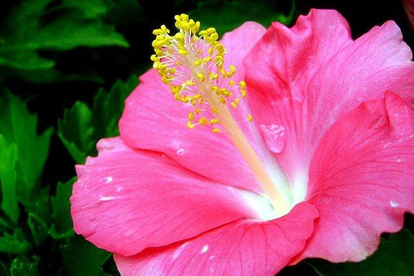 扶桑花夏季怎麼澆水
