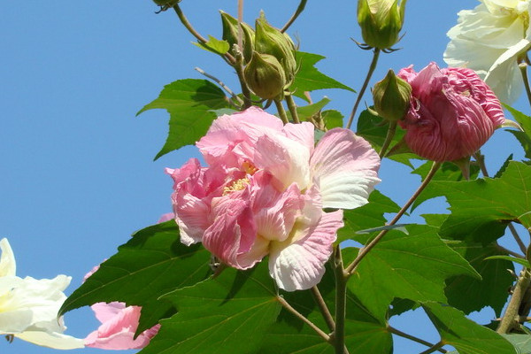木芙蓉和扶桑花的區別