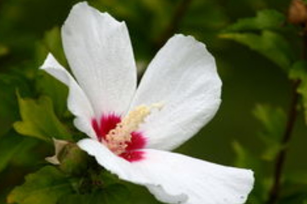 養殖扶桑花如何澆水