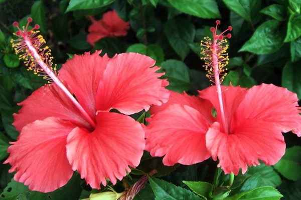 養殖扶桑花如何澆水