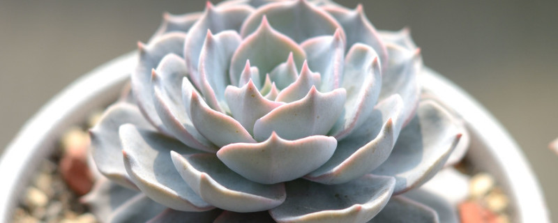 藍石蓮怎麼扡插