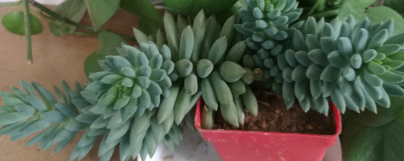 千佛手怎麼造型
