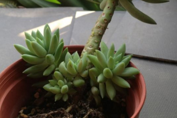 千佛手怎麼造型