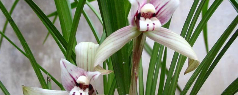 吊蘭怎麼養才能抽莖