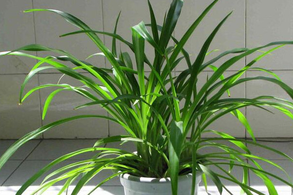 吊蘭怎麼養才能抽莖