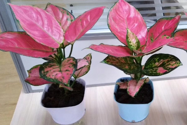 吉利紅怎麼澆水