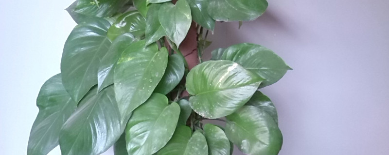 心葉藤怎麼水培