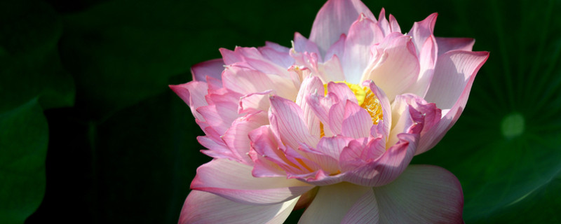 水芙蓉葉子黃了怎麼辦