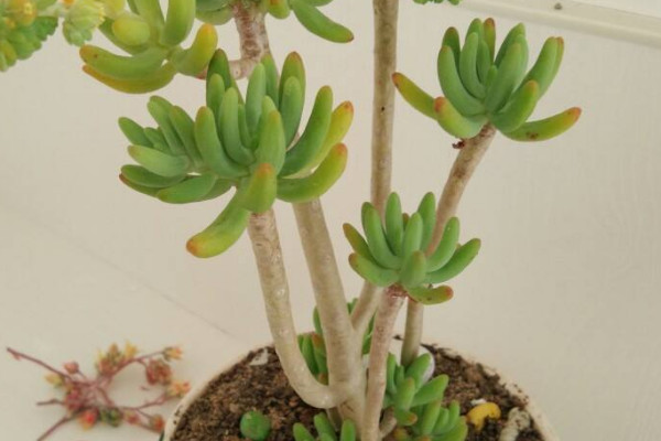 八千代老樁怎麼養