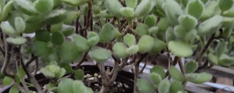 熊童子老樁怎麼修剪