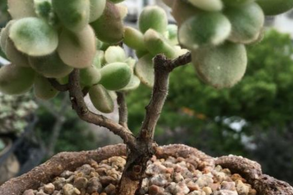 熊童子老樁怎麼修剪