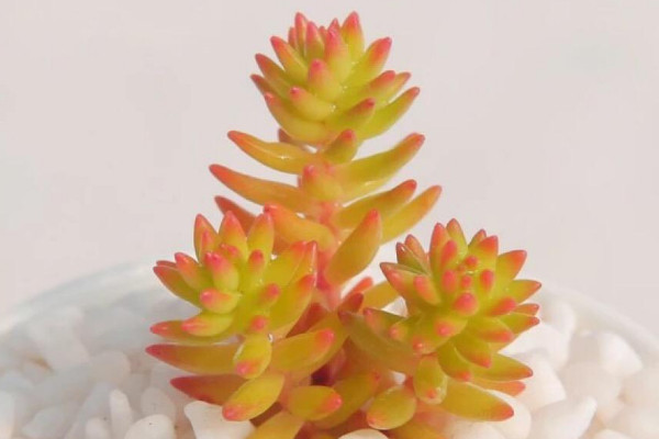 白花小鬆和玉珠簾的區別