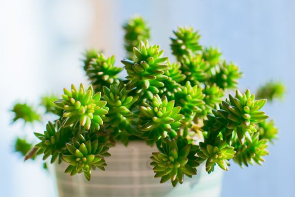 白花小鬆和玉珠簾的區別