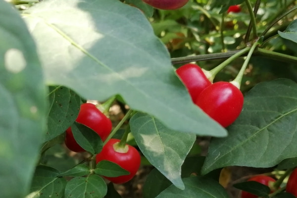 五彩甜椒種植方法時間
