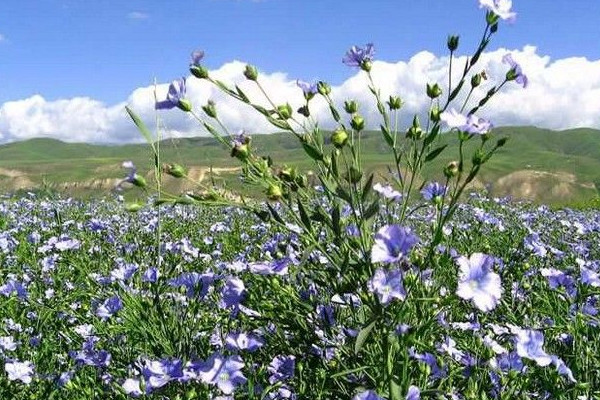 亞麻怎麼種植