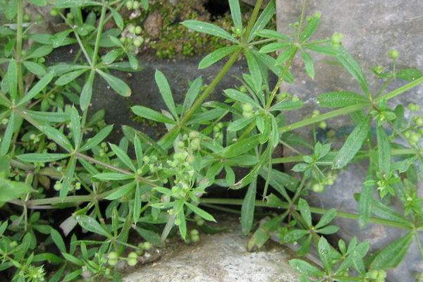 花盆裏的草怎麼處理