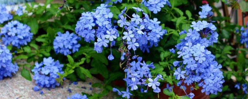 藍雪花葉子枯了怎麼回事