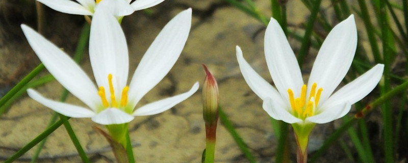 蔥蘭花怎麼不開花