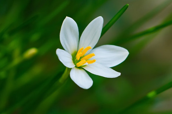 蔥蘭花怎麼不開花