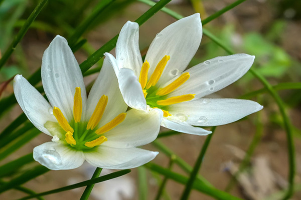 蔥蘭花怎麼不開花