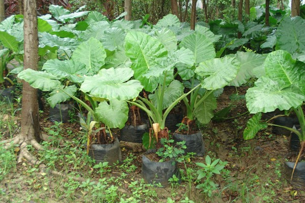 海芋葉子枯黃怎麼處理