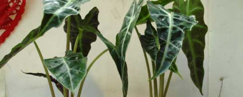 尖尾芋葉片發黃怎麼辦