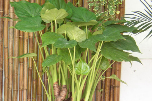 尖尾芋葉片發黃怎麼辦