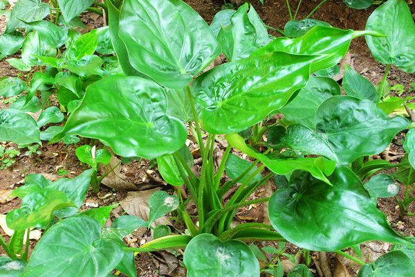 水培尖尾芋爛根怎麼辦