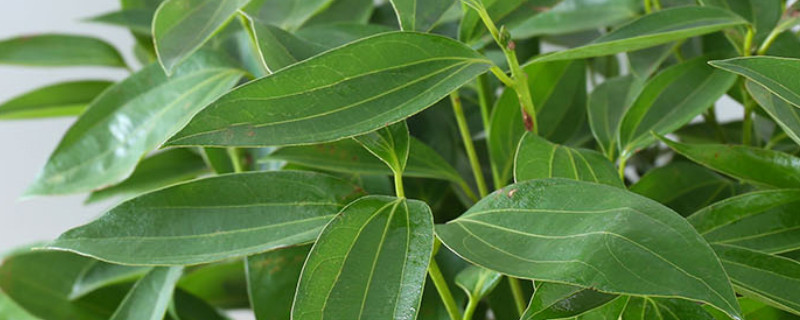 平安樹葉子尖發黑幹枯