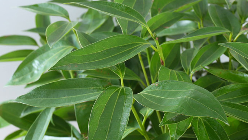 平安樹葉子尖發黑幹枯