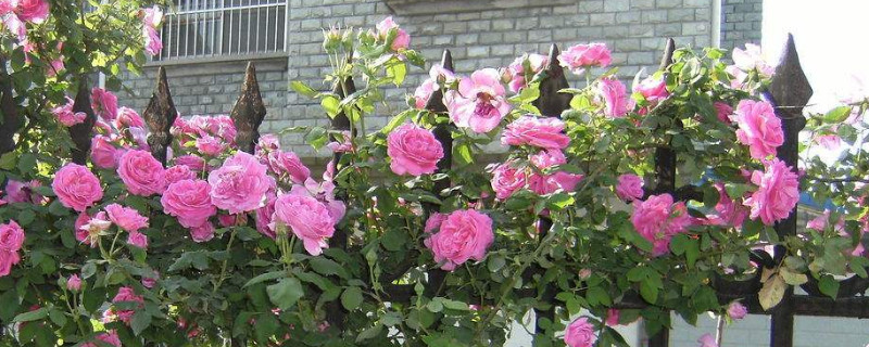 月季的栽培與養護