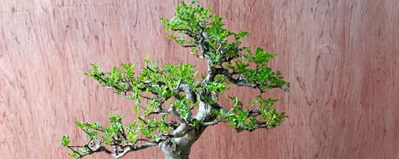白蠟換盆枯萎怎麼辦