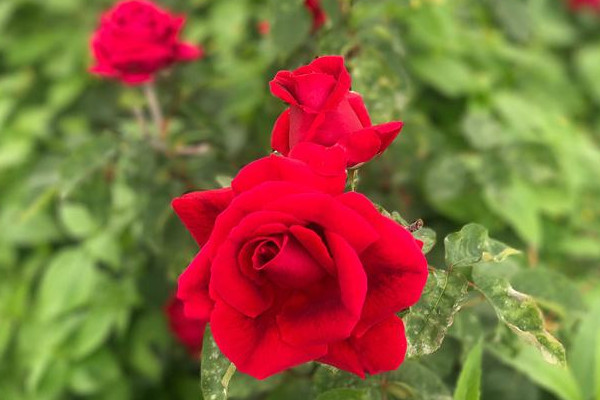 玫瑰花垂頭了怎麼辦