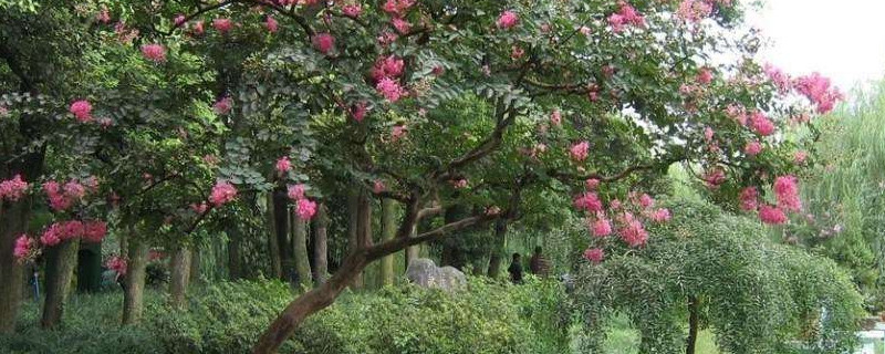 紫薇樹如何修主幹