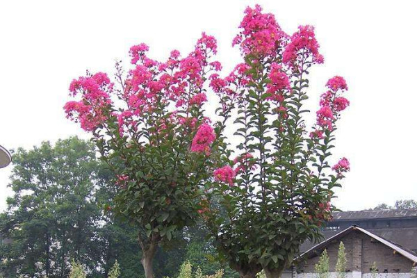 紫薇種子發芽方法