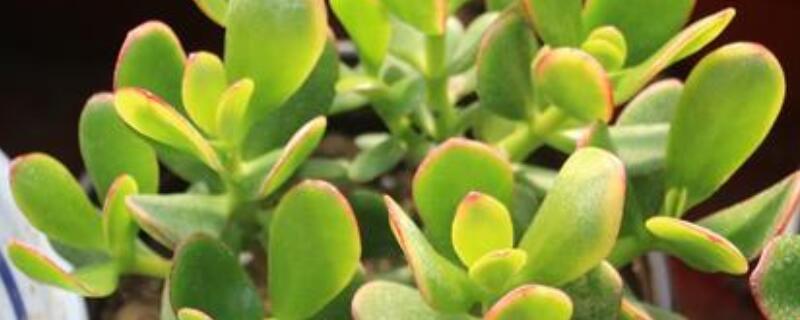 落日之雁爛邊怎麼辦