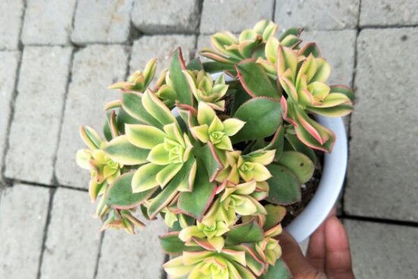 落日之雁爛邊怎麼辦