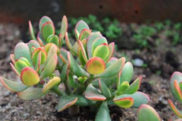 黃金花月怎麼修根