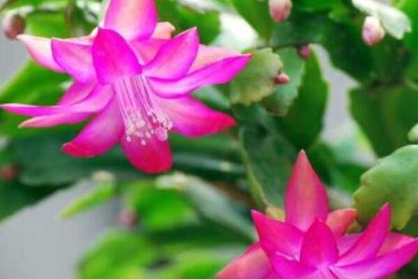 蟹爪蘭幹枯垂下是什麼原因