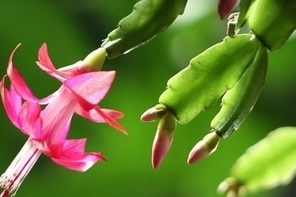 蟹爪蘭幹枯垂下是什麼原因