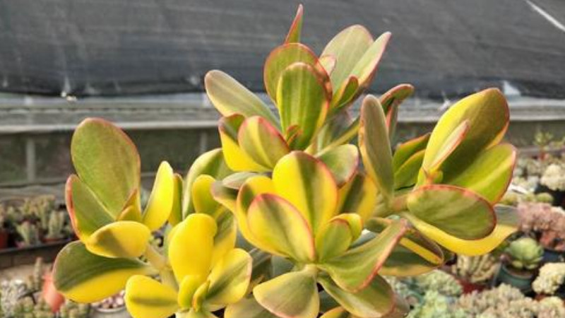 黃金花月怎麼澆水
