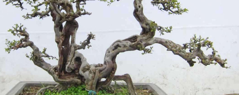 雀梅花盆景如何養
